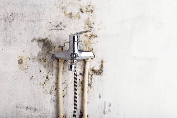 Best Mold Removal Near Me  in Elgin, OK