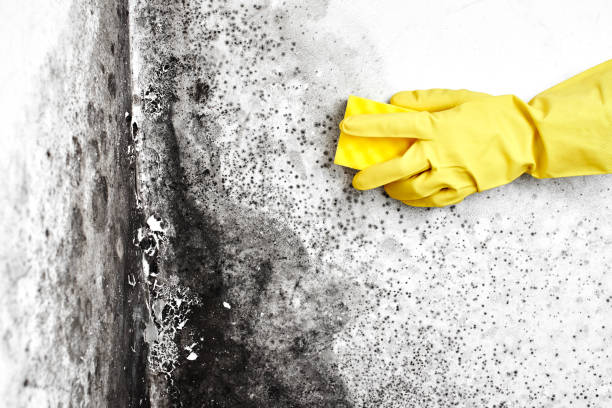 Best Affordable Mold Removal  in Elgin, OK