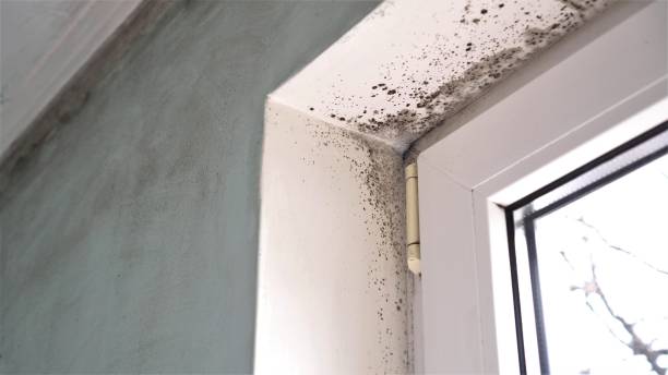 Best Commercial Mold Removal  in Elgin, OK