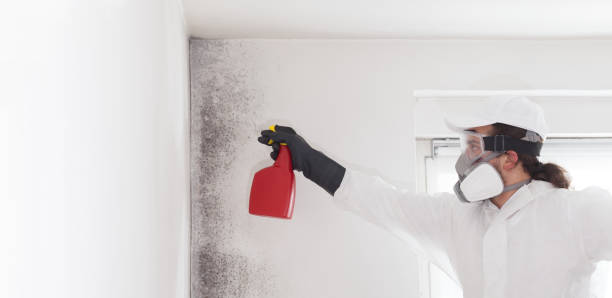 Best Mold Testing and Removal  in Elgin, OK