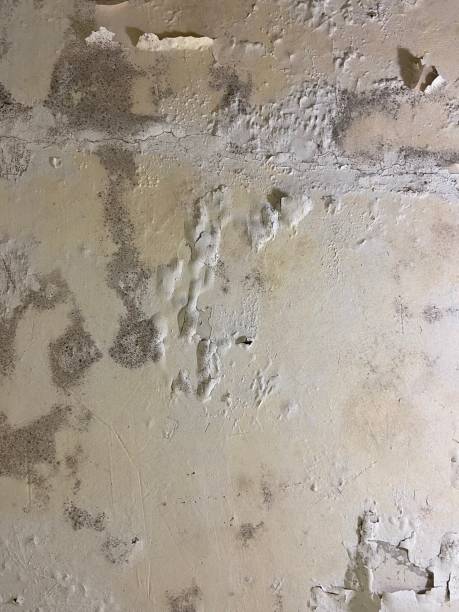 Best Mold Removal Company Near Me  in Elgin, OK