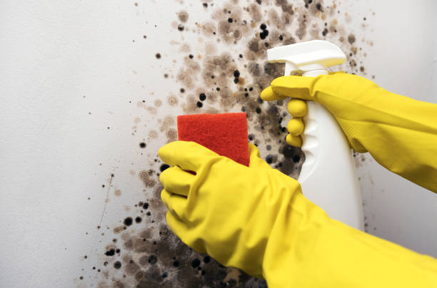 Best Local Mold Removal Service  in Elgin, OK