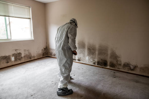 Best Toxic Mold Removal  in Elgin, OK