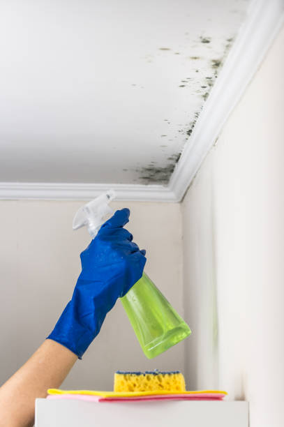 Best Fast Mold Removal  in Elgin, OK