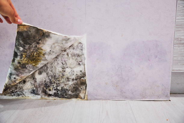Best Black Mold Removal  in Elgin, OK